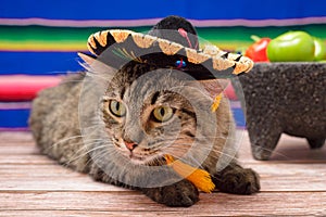 Pet with mexican mariachi hat. Day of the Independence of Mexico