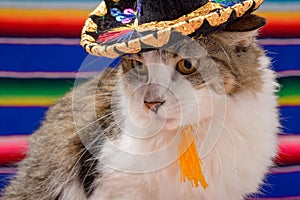 Pet with mexican mariachi hat. Day of the Independence of Mexico