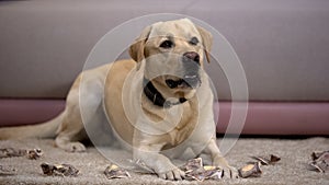 Pet misbehavior, funny labrador dog lying near torn japanese yen banknotes