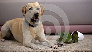 Pet misbehavior, funny labrador retriever dog lying near broken potted plant