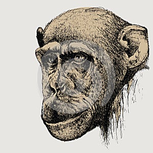 Pet monkey chimpanzee, hand-drawing. Vector illustration.