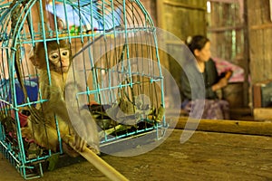 Pet monkey in a small blue cage