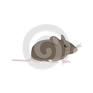 Pet Mouse