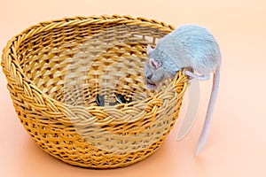 Pet mouse grey color eating from a bowl