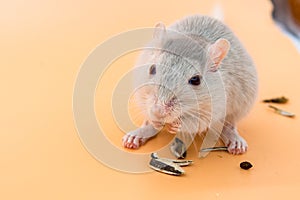 Pet mouse grey eating