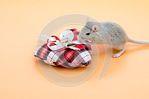 Pet mouse grey eating and a heart