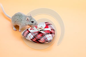 Pet mouse grey eating and a heart