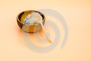 Pet mouse light brown eating from a bowl