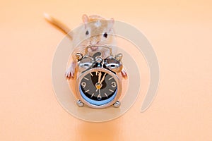 Pet mouse light brown near alarm clock