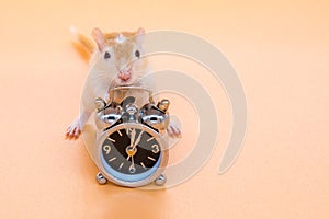 Pet mouse light brown near alarm clock
