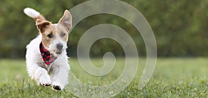 Pet obedience, training concept, funny happy dog puppy running in the green grass