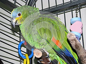 Pet Orange-winged Amazon parrot perching in it`s cage.