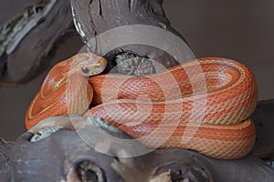 Pet orange yellow corn snake coils around a branch