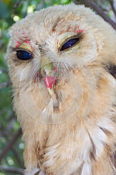 Pet Owl-Huatulco Mexico photo