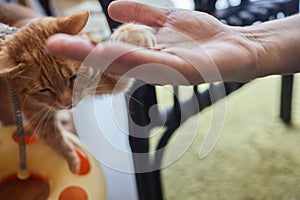 Pet owner feeding cat with dry food granules from hand palm. Man woman giving treat to cat. Beautiful domestic striped