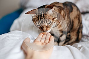 Pet owner feeding cat with dry food granules from hand palm. Man woman giving treat to cat. Beautiful domestic striped tabby