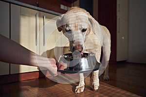 Pet owner feeding of hungry dog at home