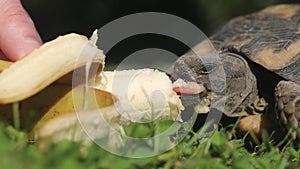 Pet owner giving his turtle a ripe banana to eat