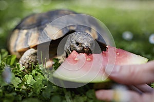 Pet owner giving his turtle ripe watermelon to eat