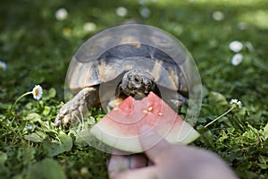 Pet owner giving his turtle ripe watermelon to eat