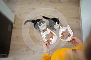 pet owner holding two food bowls with wet food. Two hungry cats are waiting