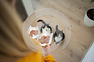 pet owner holding two food bowls with wet food. Two hungry cats are waiting