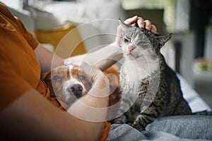 Pet owner stroking his old cat and dog together