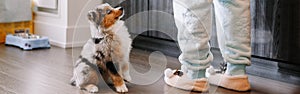 Pet owner training puppy dog to obey. Cute small dog pet sitting on floor looking up on its owner waiting for treat food. Home