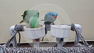 Pet Parrots Eating