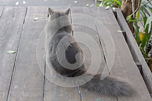 Pet Persian cat sitting on a table, looking ahead, a view from behind.