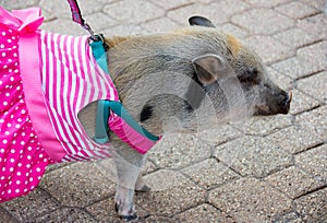 Pet pig on leash in dress