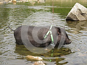 Pet pig in the water