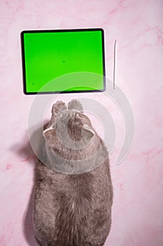 pet playing game on tablet with green screen,cat sitting on table next a tablet