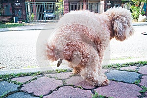 Pet poodle dog pooping on street