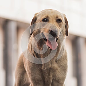 Pet portrait of friendly dog