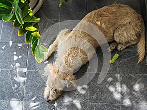 pet portrait top view of furry dog sleeping with foliage light shade