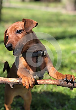 Pet Puppy Dog Pincher is played in grass and barking