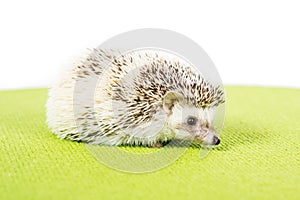 Pet Pygmy Hedgehog