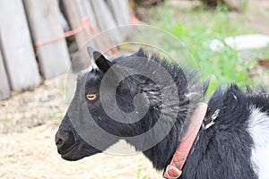 Farm Animal Series - Milk Goat Breeds - American Pygmy