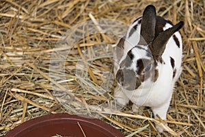 Pet Rabbit photo