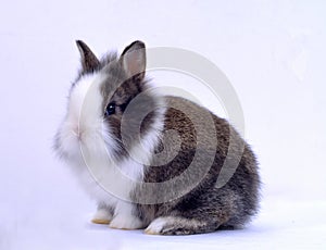 Pet rabbit