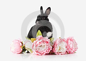 Pet. Rabbit isolated on white background