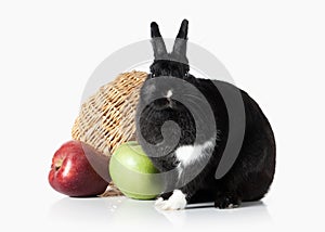 Pet. Rabbit isolated on white background