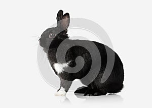 Pet. Rabbit isolated on white background