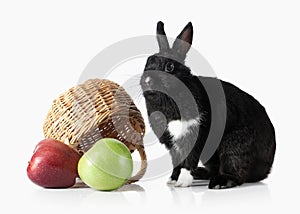 Pet. Rabbit isolated on white background