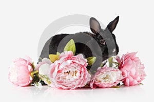 Pet. Rabbit isolated on white background