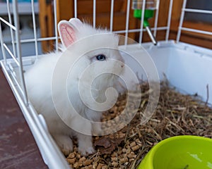 Pet rabbit in its cage
