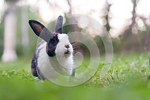 Pet rabbit raised in the garden. Looking to explore the area around him