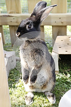 Pet rabbit sit up and beg