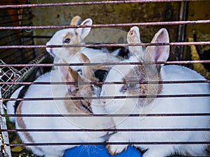 Pet Rabbits in cage rabbit, hare, rookie, cony, puss photo